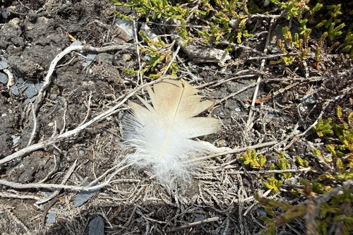 Plume de Vautour fauve