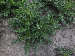 Cirsium arvense