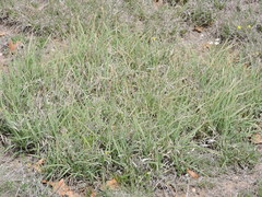 Bouteloua dactyloides