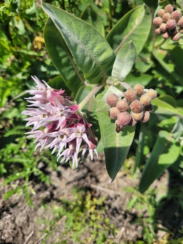 showy milkweed