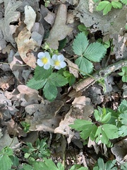 Fragaria viridis