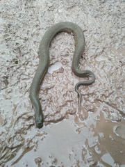 Acrochordus javanicus