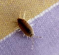 Porcellionides pruinosus