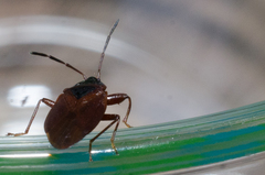 Gastrodes
