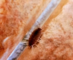 Porcellionides pruinosus