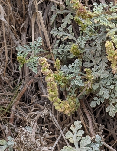 iNaturalist observation photo of Ragweeds