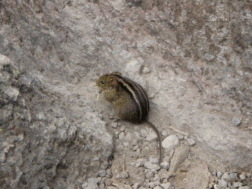 Mesic Four-striped Grass Rat