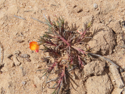 Talinum lineare