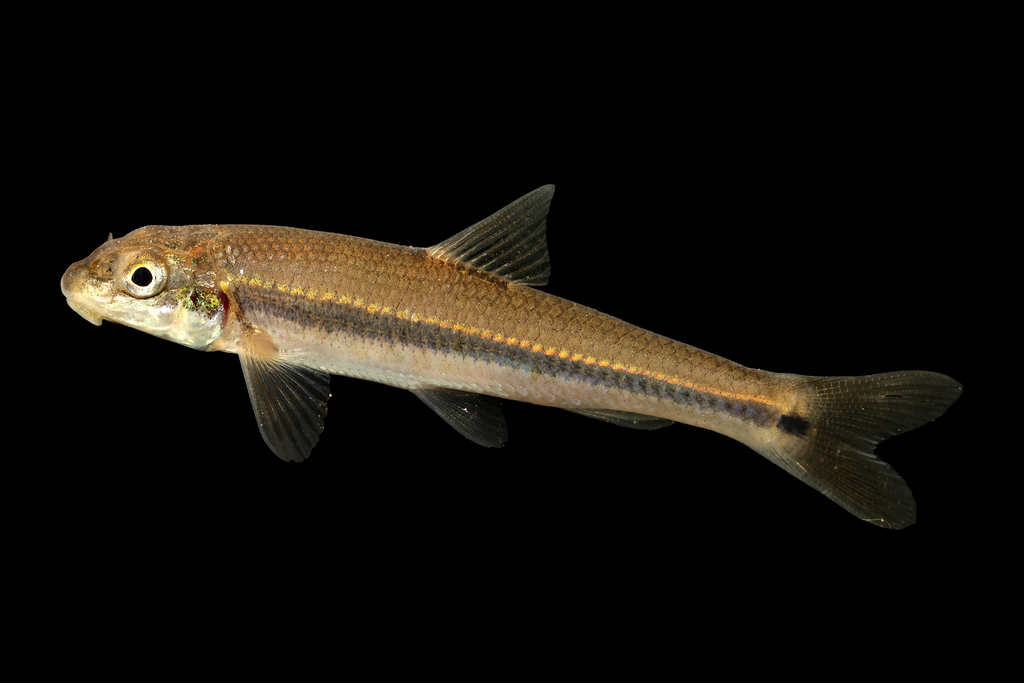Suckermouth Minnow
