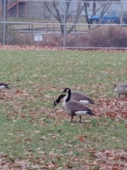 Branta canadensis