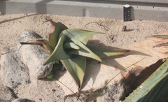 Aloe meyeri