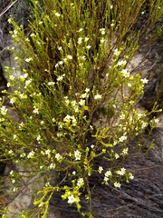 Diosma prama