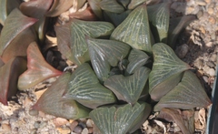 Haworthia retusa