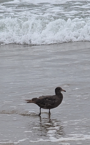 iNaturalist observation photo of Heermann's Gull