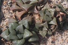 Haworthia retusa