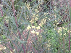 Acacia iteaphylla