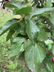 Malvaviscus penduliflorus