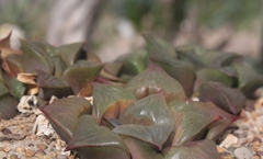 Haworthia retusa
