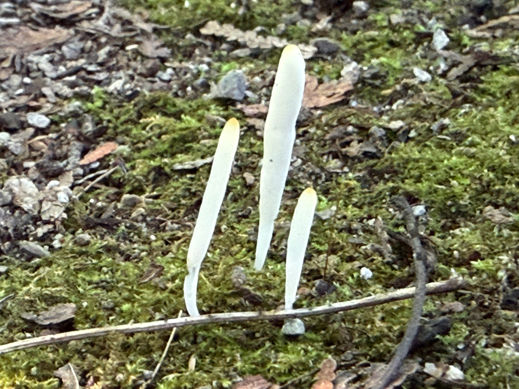 Fairy Fingers · July 2026 · photo: Photo: (c) Dan MacNeal, some rights reserved (CC BY) · iNaturalist