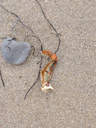 iNaturalist observation photo of California Spiny Lobster