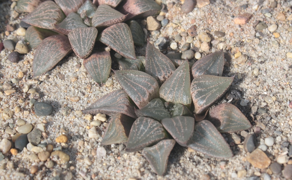 Haworthia emelyae