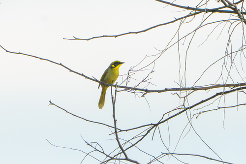 Yellow-tufted Honeyeater