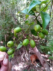 Leucosalpa madagascariensis image