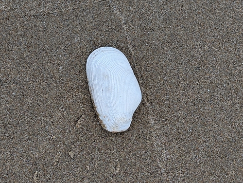 iNaturalist observation photo of Boring Softshell Clam
