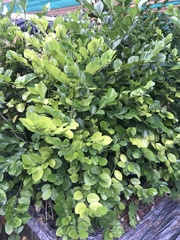 Gomphandra luzoniensis