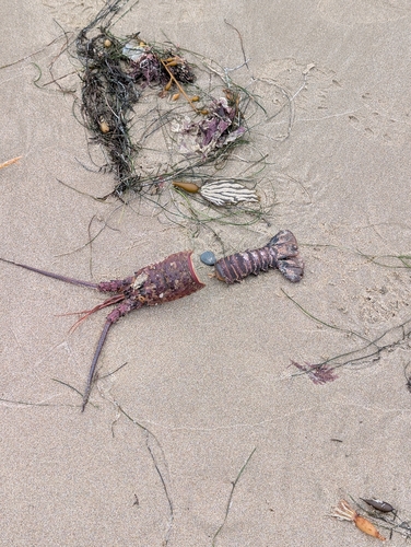 iNaturalist observation photo of California Spiny Lobster