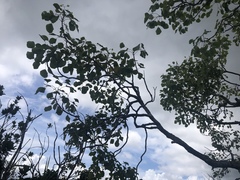 Cheirodendron platyphyllum