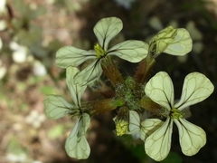 Eruca vesicaria