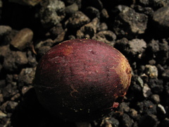 Chrysophyllum argenteum