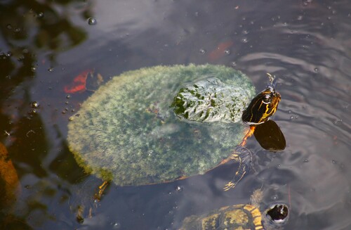 Florida Cooter, Pseudemys floridana