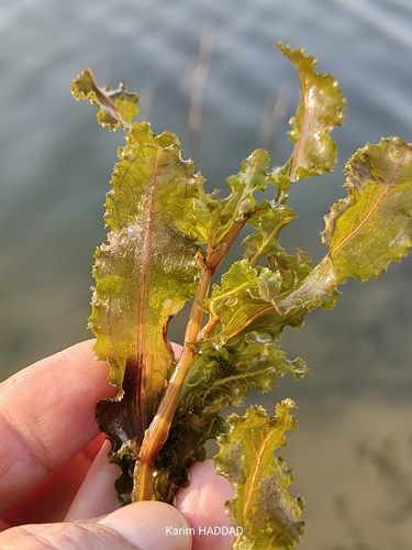 Curly-leaf Pondweed