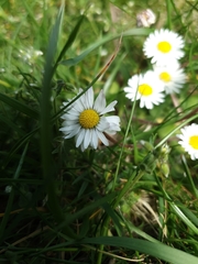 Bellis perennis