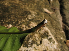 Chrysophyllum argenteum