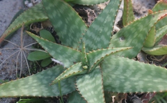 Aloe lettyae