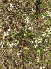 Eruca vesicaria