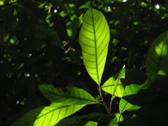 Chrysophyllum colombianum