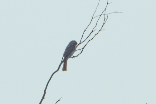 Striped Honeyeater