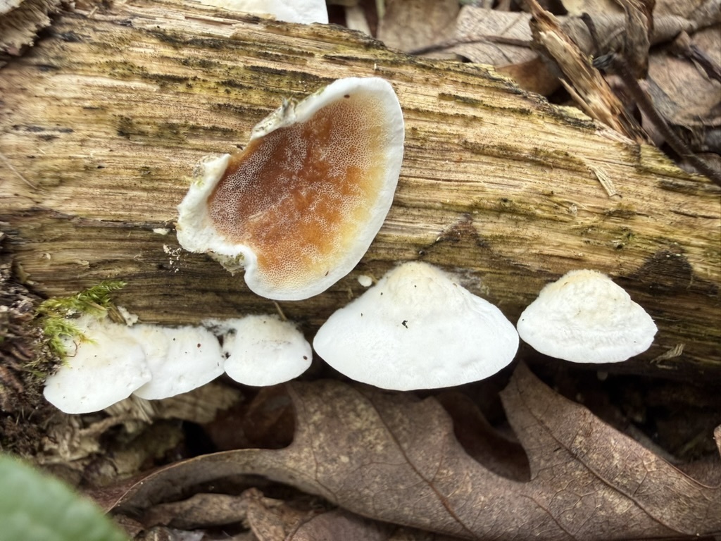 bicoloured bracket · July 2026 · photo: Photo: (c) Fluff Berger, some rights reserved (CC BY-SA) · iNaturalist