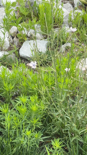 chicory