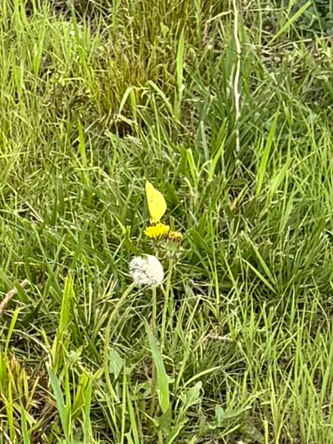 Cloudless Sulphur