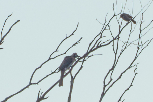 Little Friarbird