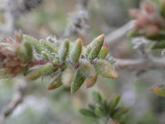 Micromeria herpyllomorpha