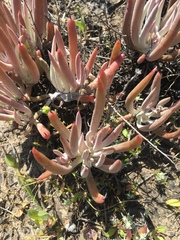 Dudleya attenuata