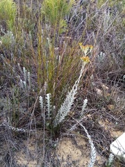 Senecio pauciflosculosus