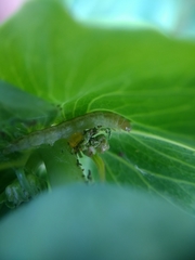 Polymixis flavicincta