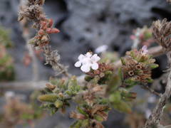Micromeria herpyllomorpha